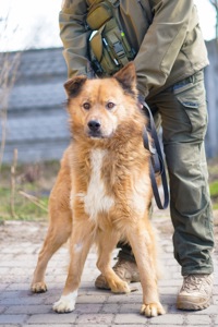 Великий красень ДАНАЙ