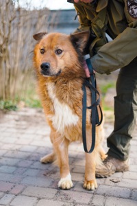 Великий красень ДАНАЙ