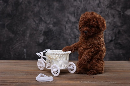 Лялькові малята той пуделя