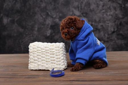 Хлопчики та дівчатка той пудель