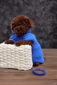 Хлопчики та дівчатка той пудель