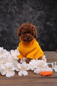 Хлопчики та дівчатка той пудель