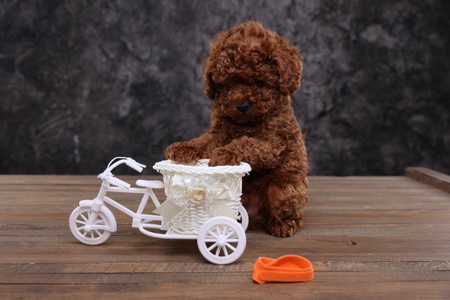 Хлопчики та дівчатка той пудель