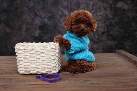 Хлопчики та дівчатка той пудель