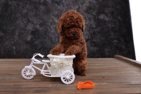 Лялькові малята той пуделя