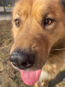 Великий красень ДАНАЙ