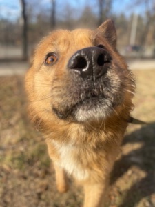 Великий красень ДАНАЙ