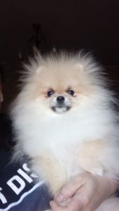 Померанський шпіц дівчинка КСУ вакцинована привчена до пелюшки