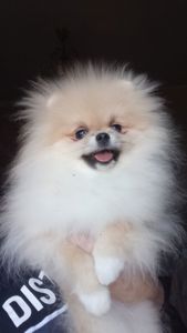 Померанський шпіц дівчинка КСУ вакцинована привчена до пелюшки