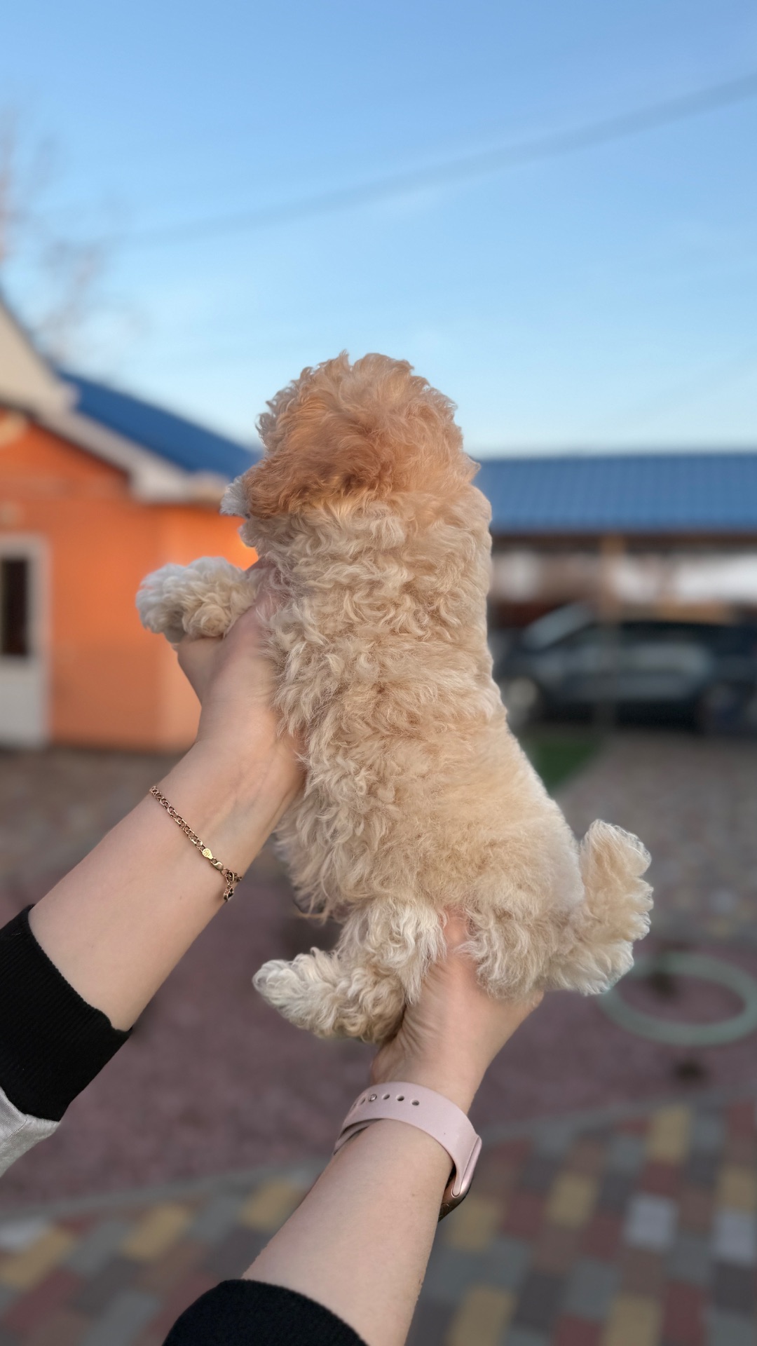 Цуценя Мальтіпу(хлопчик)