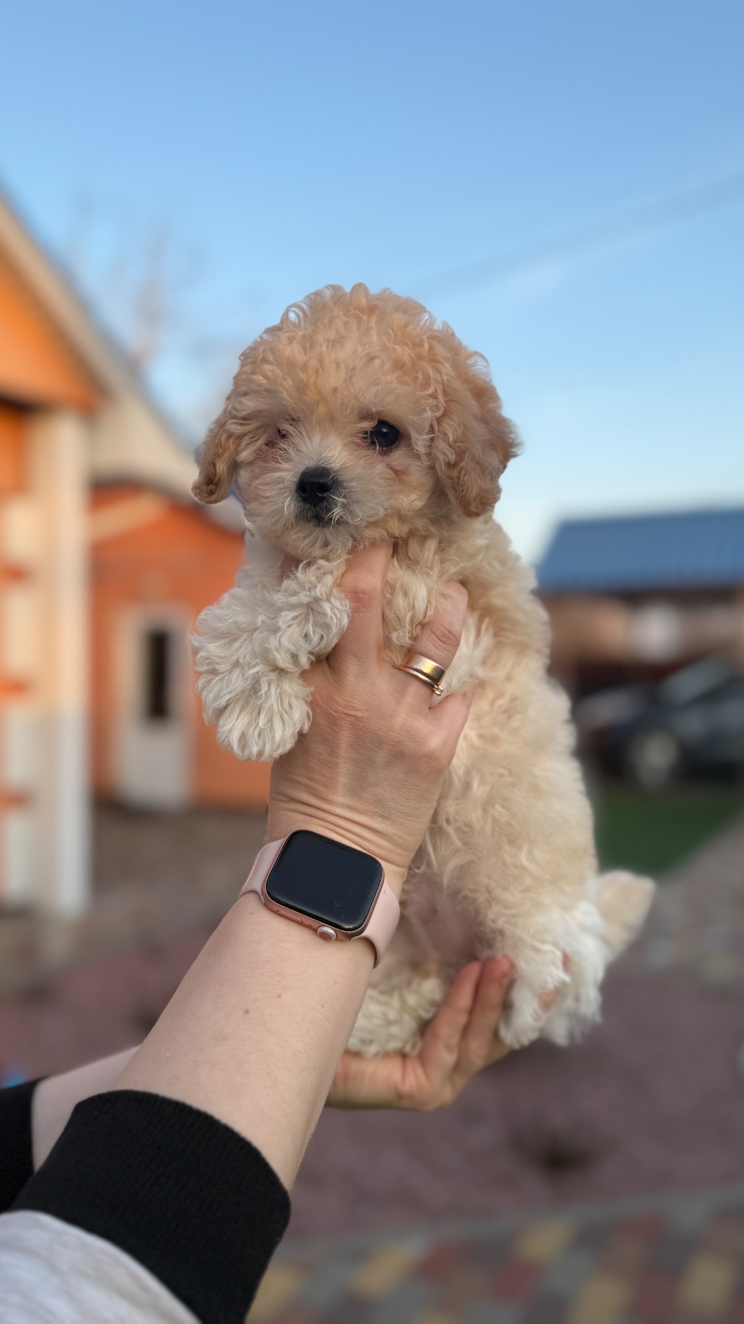 Цуценя Мальтіпу(хлопчик)