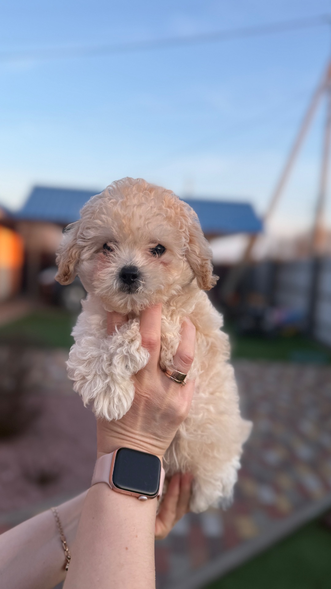 Цуценя Мальтіпу(хлопчик)