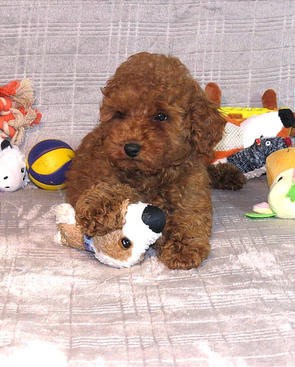 Кращий хлопчик у посліді Той Пудель Ред Браун з документами клубу