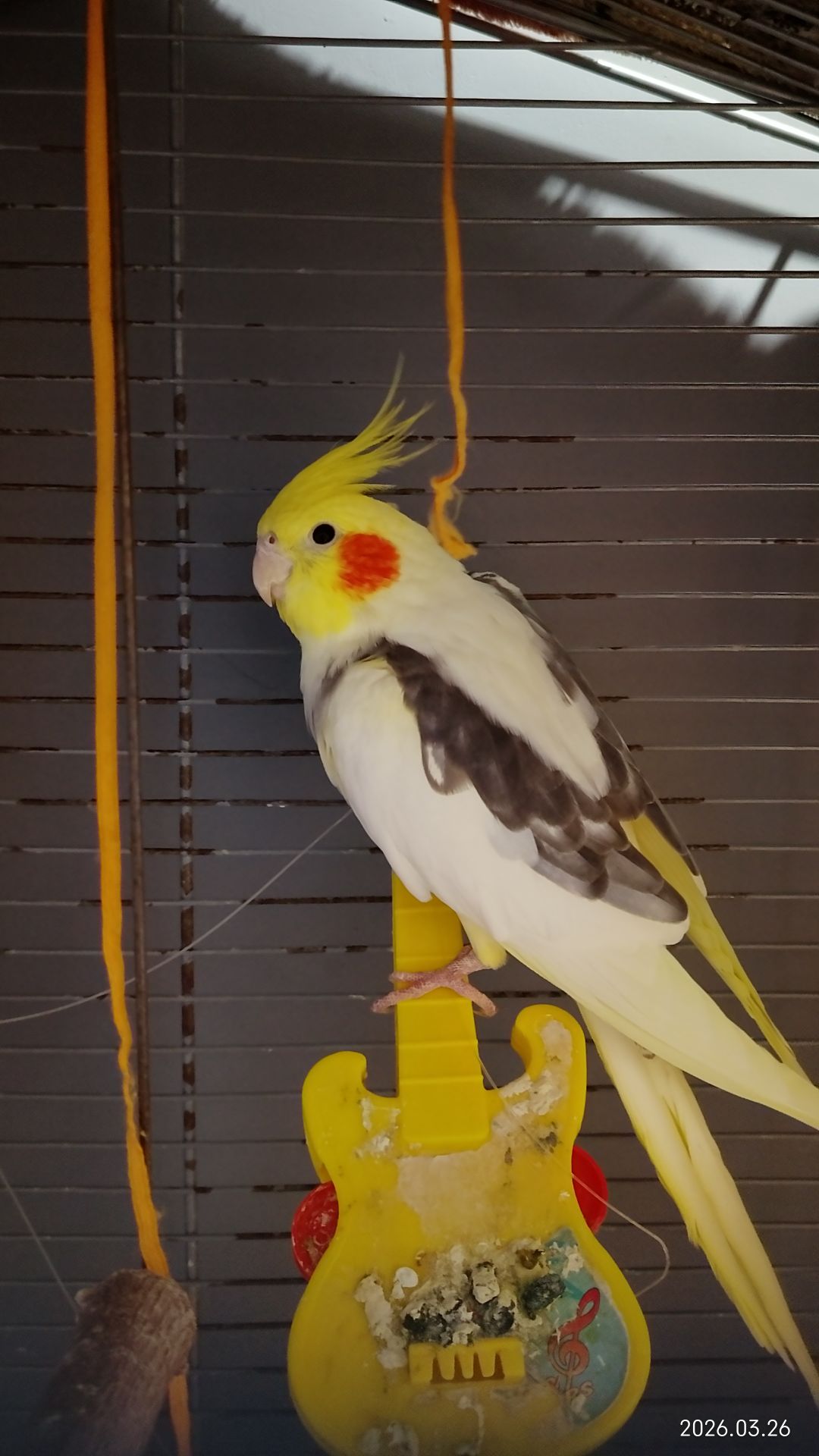 Говорящий Корела 1 год