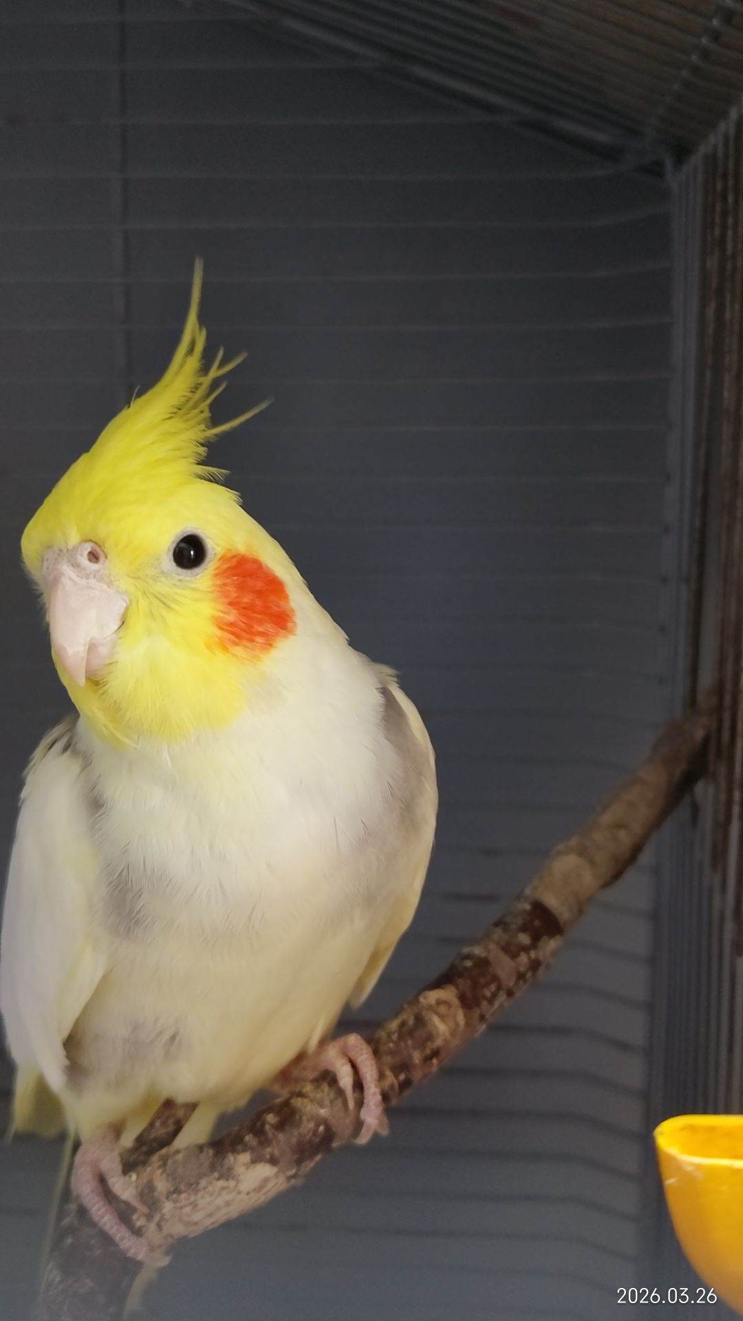 Говорящий Корела 1 год