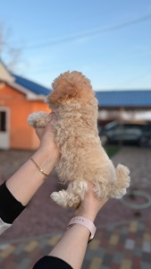 Цуценя Мальтіпу(хлопчик)