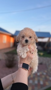 Цуценя Мальтіпу(хлопчик)