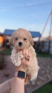 Цуценя Мальтіпу(хлопчик)