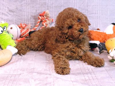 Кращий хлопчик у посліді Той Пудель Ред Браун з документами клубу