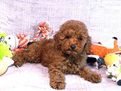 Кращий хлопчик у посліді Той Пудель Ред Браун з документами клубу