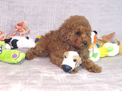 Кращий хлопчик у посліді Той Пудель Ред Браун з документами клубу