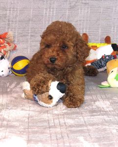 Кращий хлопчик у посліді Той Пудель Ред Браун з документами клубу