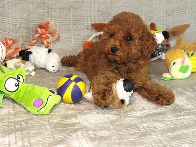 Кращий хлопчик у посліді Той Пудель Ред Браун з документами клубу