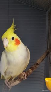 Говорящий Корела 9 месяцев