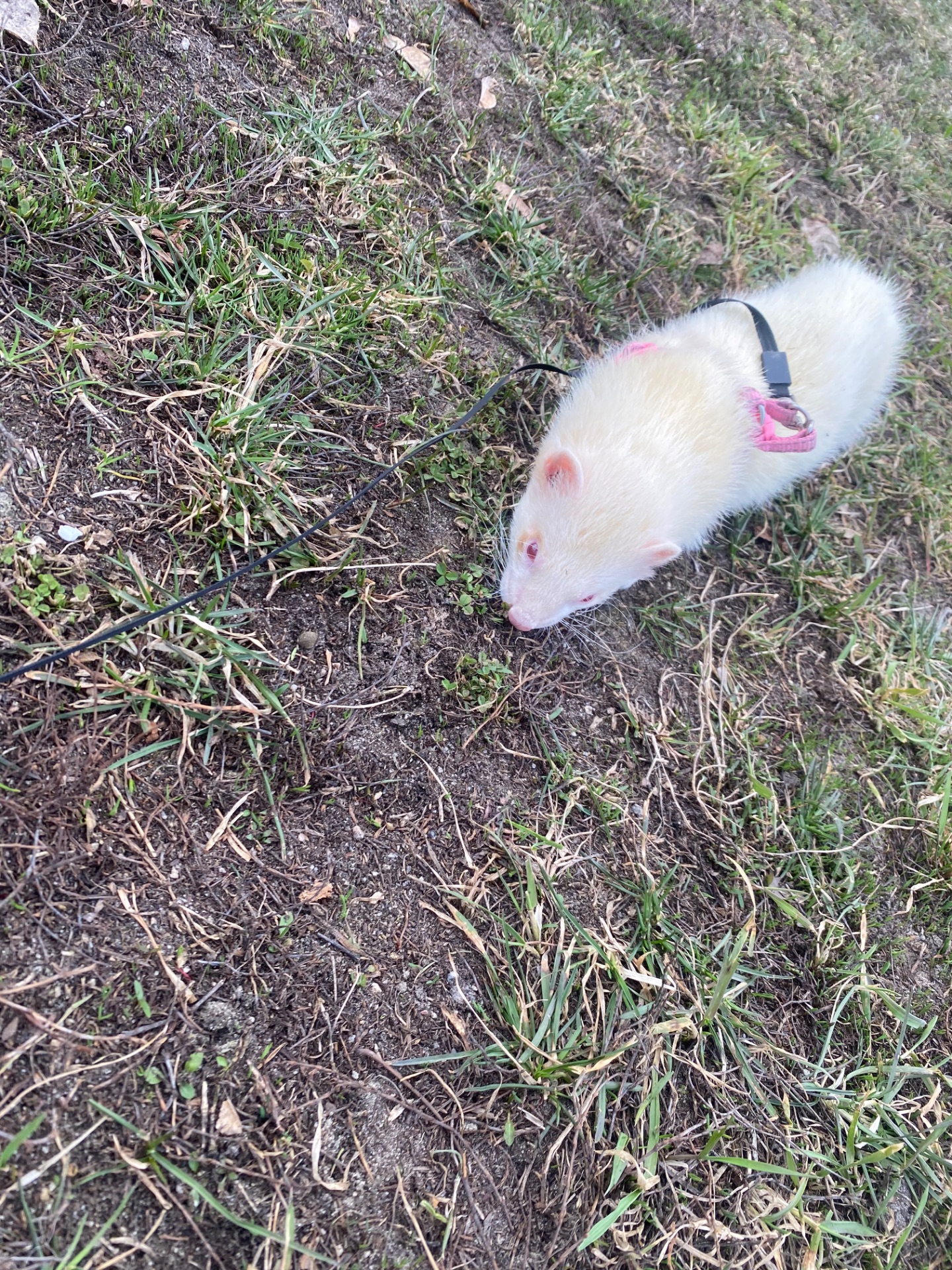 Тхорик альбінос самець 11 міс(білий).Тільки Харків!!!