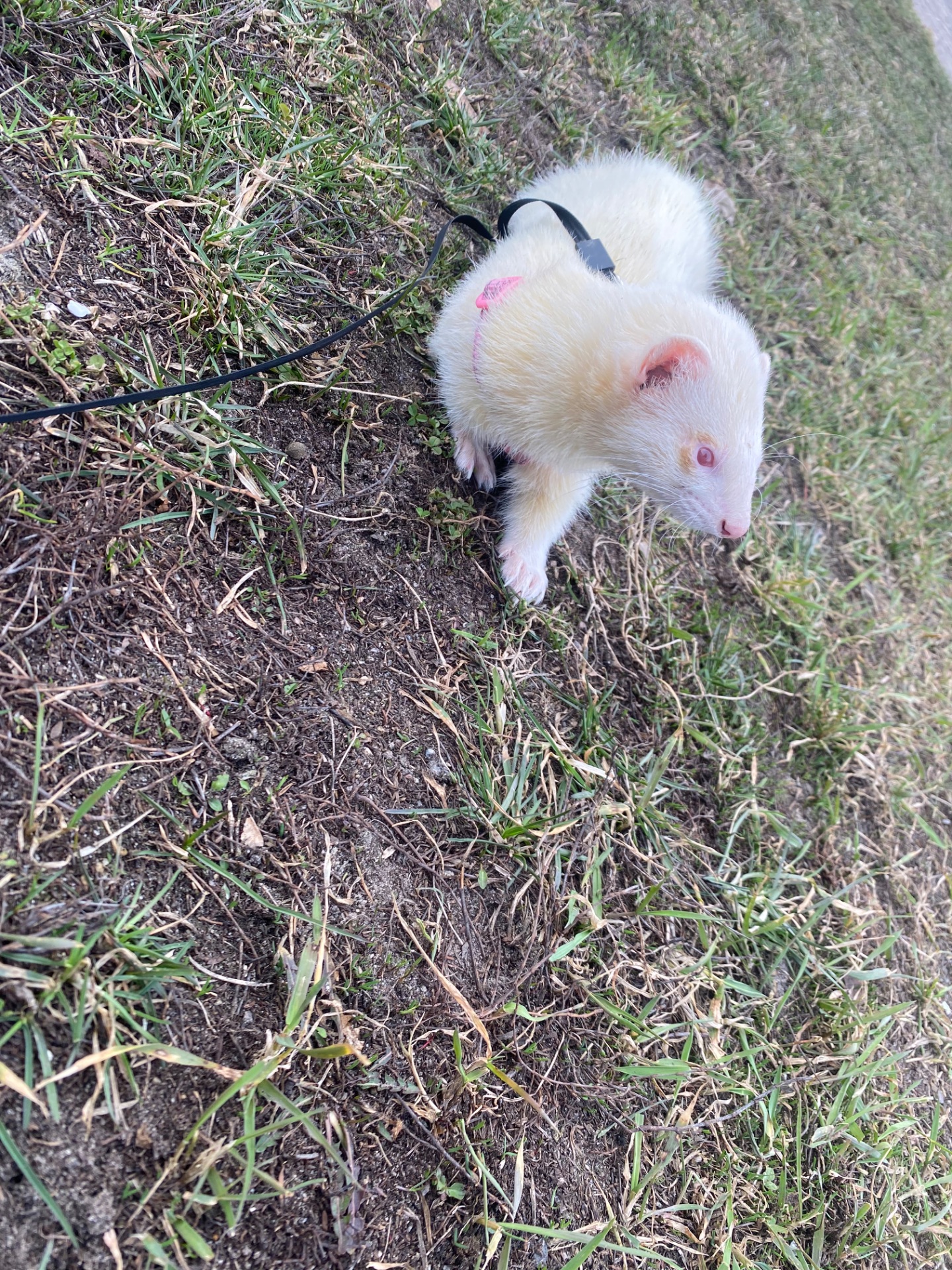 Тхорик альбінос самець 11 міс(білий).Тільки Харків!!!