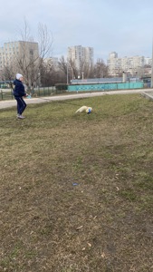 Тхорик альбінос самець 10 міс(білий).Тільки Харків!!!