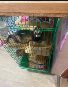 Тхорик альбінос самець 11 міс(білий).Тільки Харків!!!