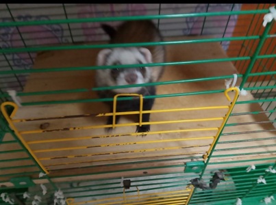 Тхорик альбінос самець 11 міс(білий).Тільки Харків!!!