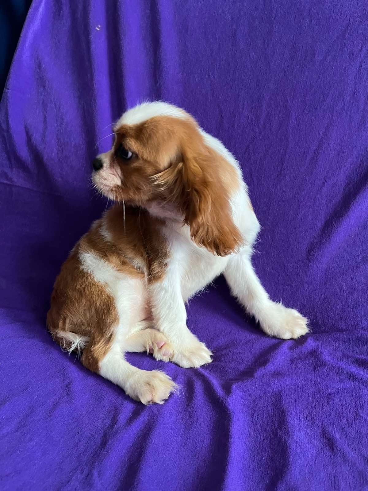 Девочка кавалер кинг Чарльз спаниель