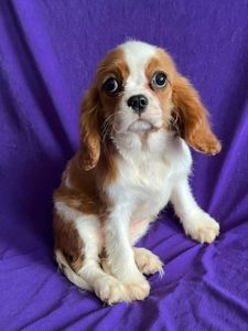 Девочка кавалер кинг Чарльз спаниель
