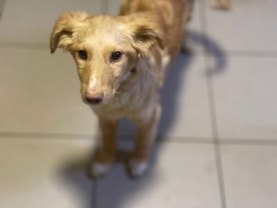 Цуценята шукають люблячу родину