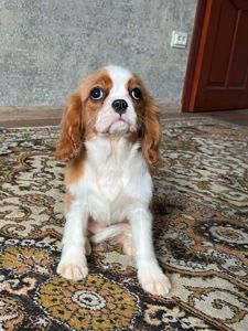 Девочка кавалер кинг Чарльз спаниель