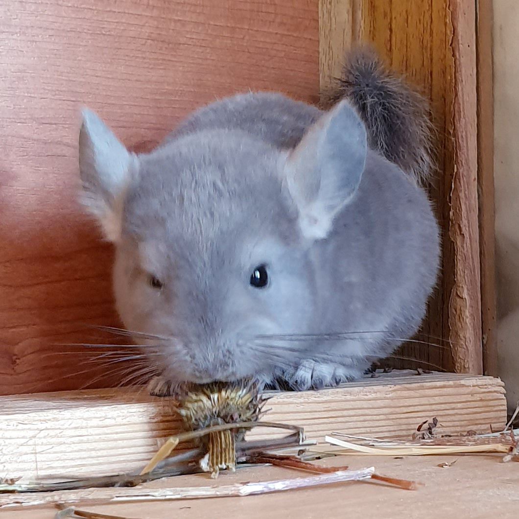 Маленький самец шиншиллы Фиолет носитель сапфира и эбони