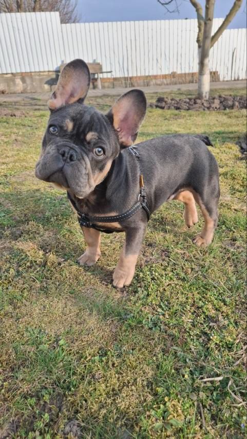 Цуценя французький бульдог