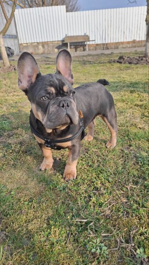 Цуценя французький бульдог