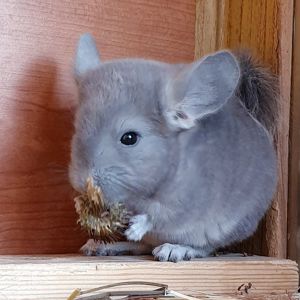 Маленький самец шиншиллы Фиолет носитель сапфира и эбони