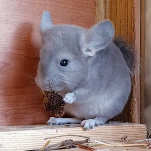 Маленький самец шиншиллы Фиолет носитель сапфира и эбони