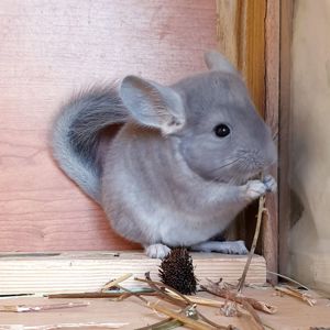 Маленький самец шиншиллы Фиолет носитель сапфира и эбони