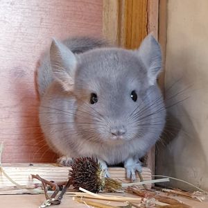 Маленький самец шиншиллы Фиолет носитель сапфира и эбони