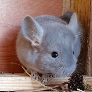 Маленький самец шиншиллы Фиолет носитель сапфира и эбони