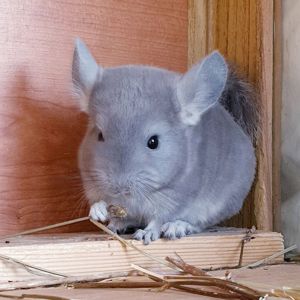 Маленький самец шиншиллы Фиолет носитель сапфира и эбони