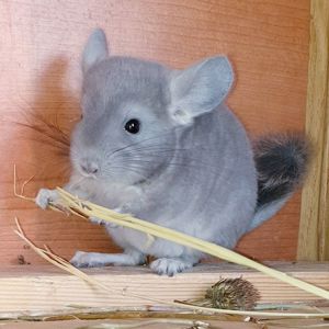 Маленький самец шиншиллы Фиолет носитель сапфира и эбони