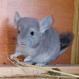 Маленький самец шиншиллы Фиолет носитель сапфира и эбони