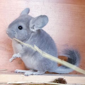 Маленький самец шиншиллы Фиолет носитель сапфира и эбони