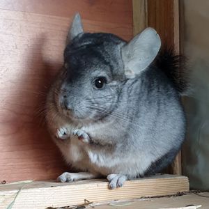Молодой самец шиншиллы стандарт носитель эбони